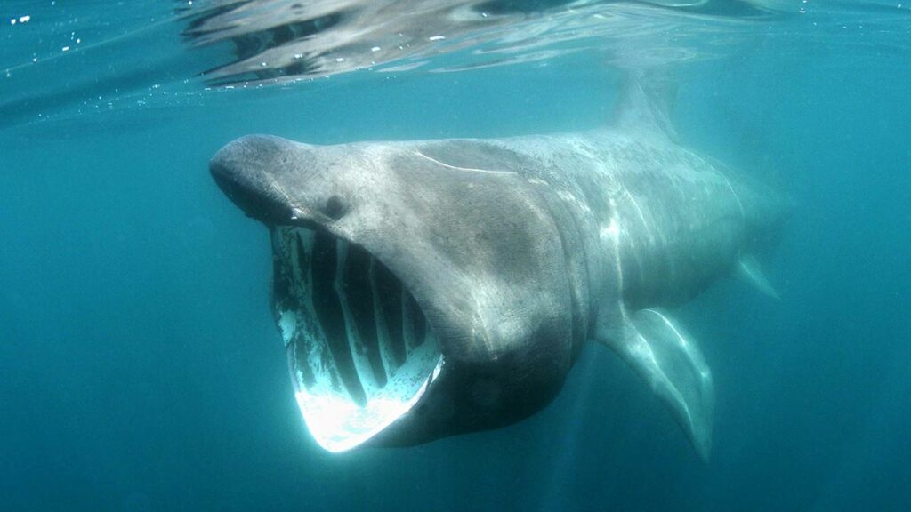 basking shark underwater
