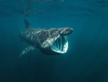 basking shark underwater
