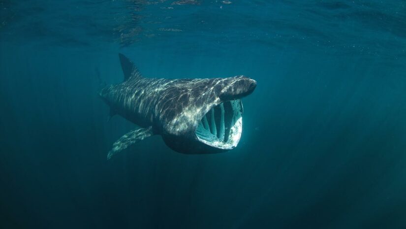 basking shark underwater