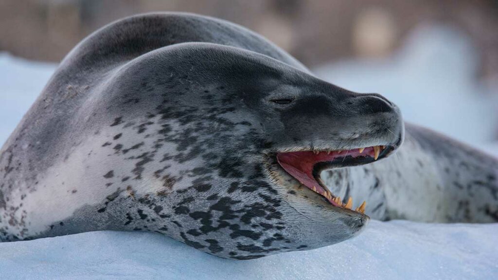 Leopard Seal