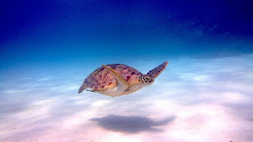 sea turtle on ocean floor