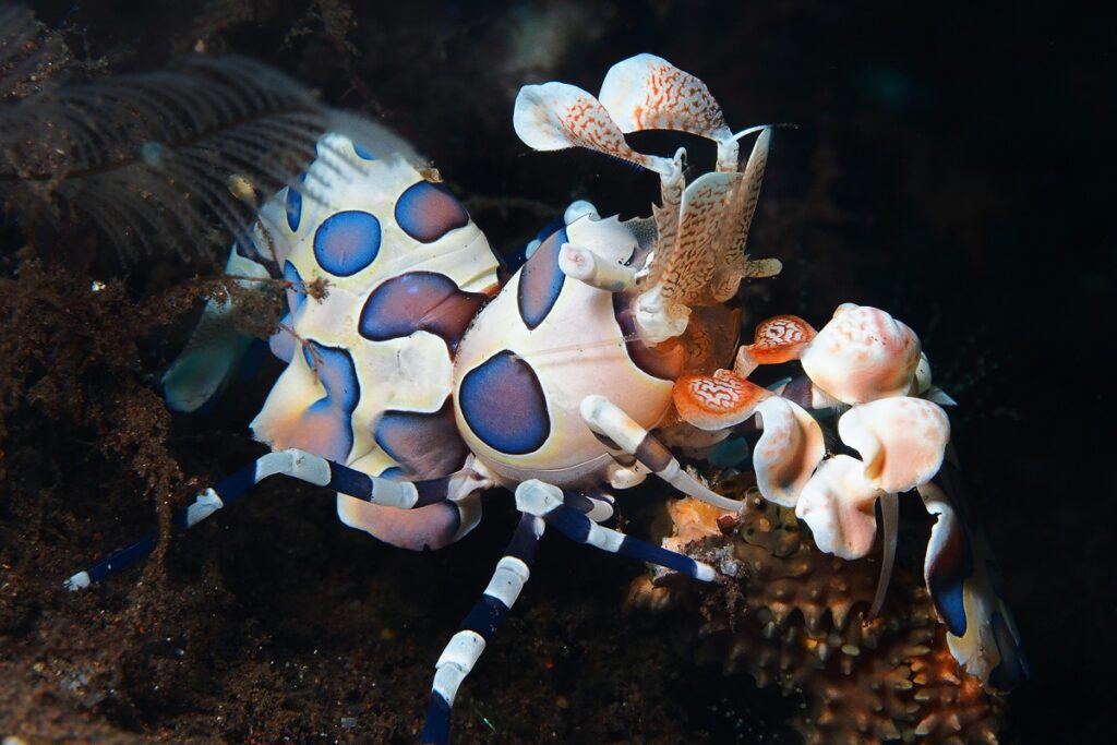 A photo of a harlequin shrimp, a rare tropical reef species