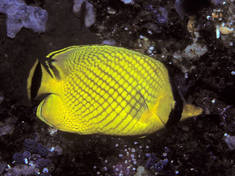 Latticed butterflyfish, Coral reef fish