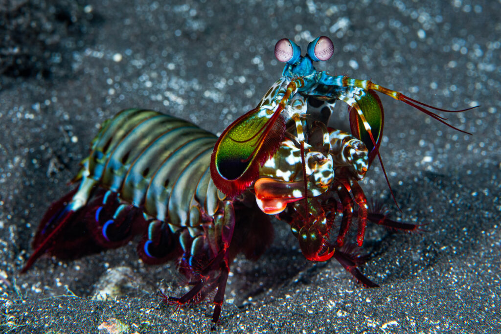 Odontodactylus scyllarus - Wikipedia photo, a tropical reef fish