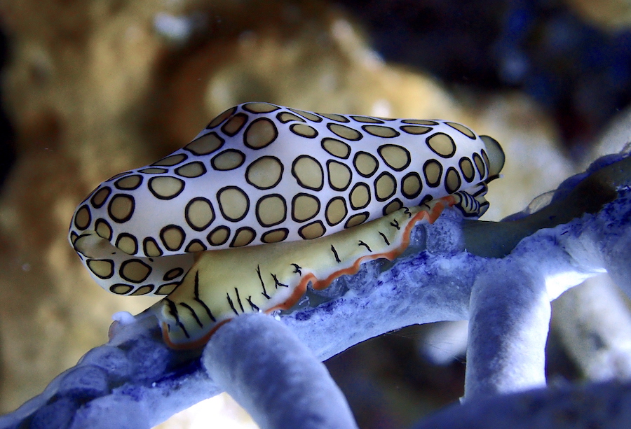 A tropical reef fish photo taken by an OLYMPUS DIGITAL CAMERA