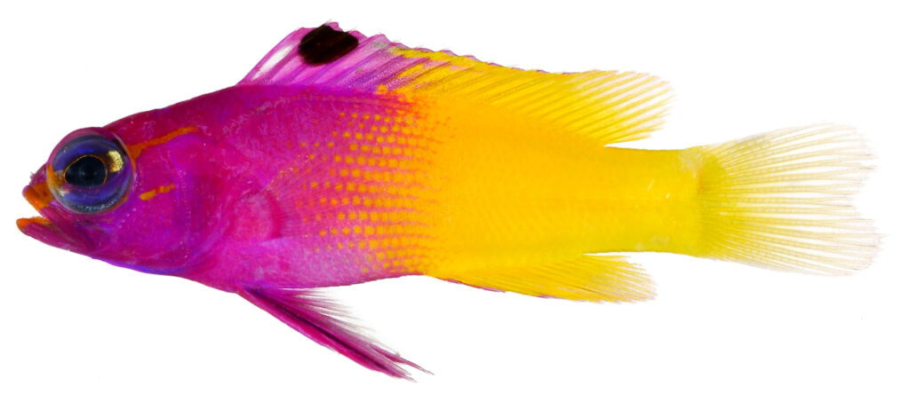 Belize Larval-Fish Group photo of a Royal Gramma