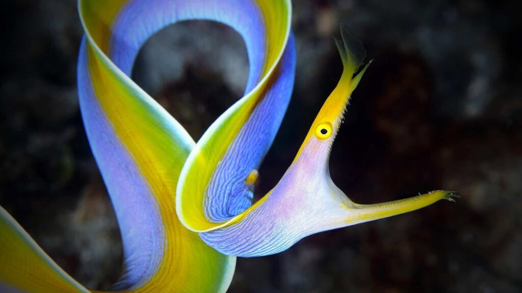 A photo of a ribbon eel fish