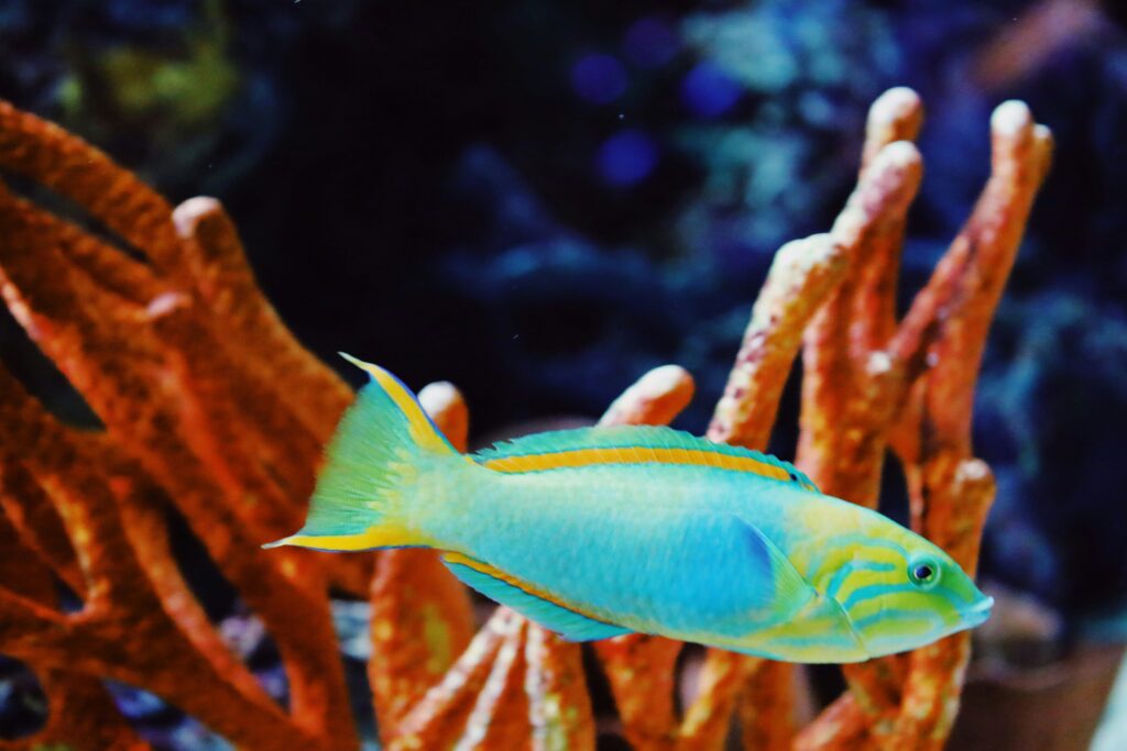 Parrotfish swimming around a reef