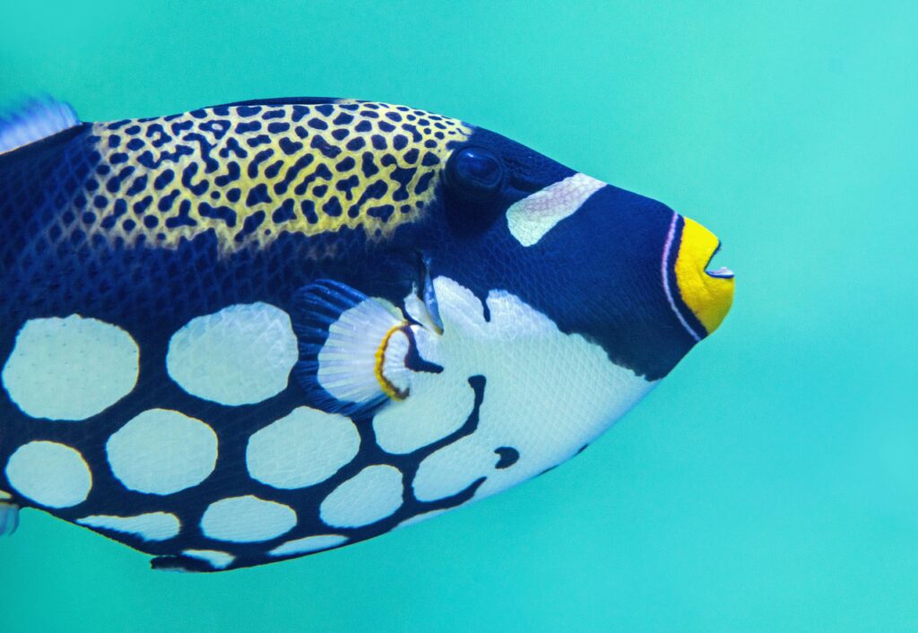 Clown Triggerfish actual photo, a tropical reef fish