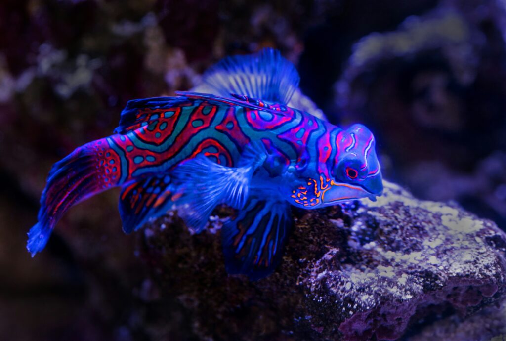 A photo of a Mandarinfish