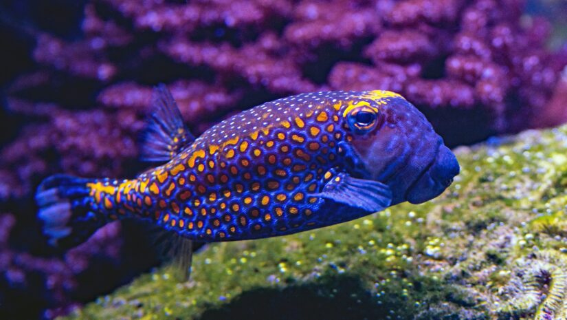 one of the most popular tropical reef species in the world