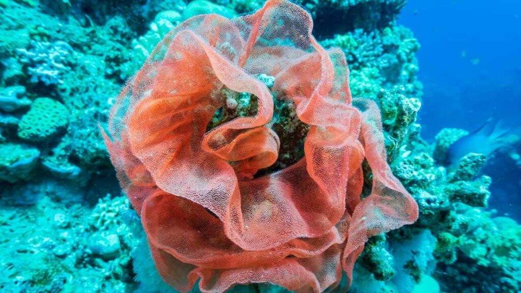 A photo of a coral reef tropical fish named Spanish Dancer