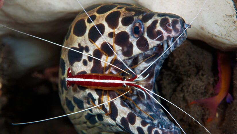 Incredible underwater world - moray at the "cleaning station". Macro underwater photography. Tulamben, Bali, Indonesia.
