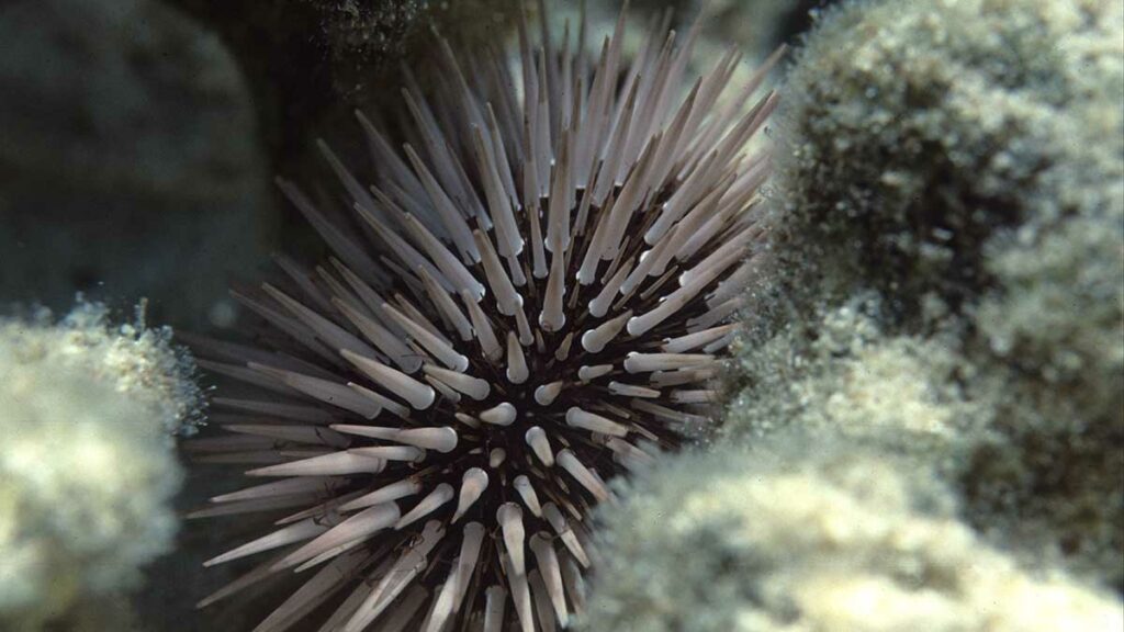 sea urchins