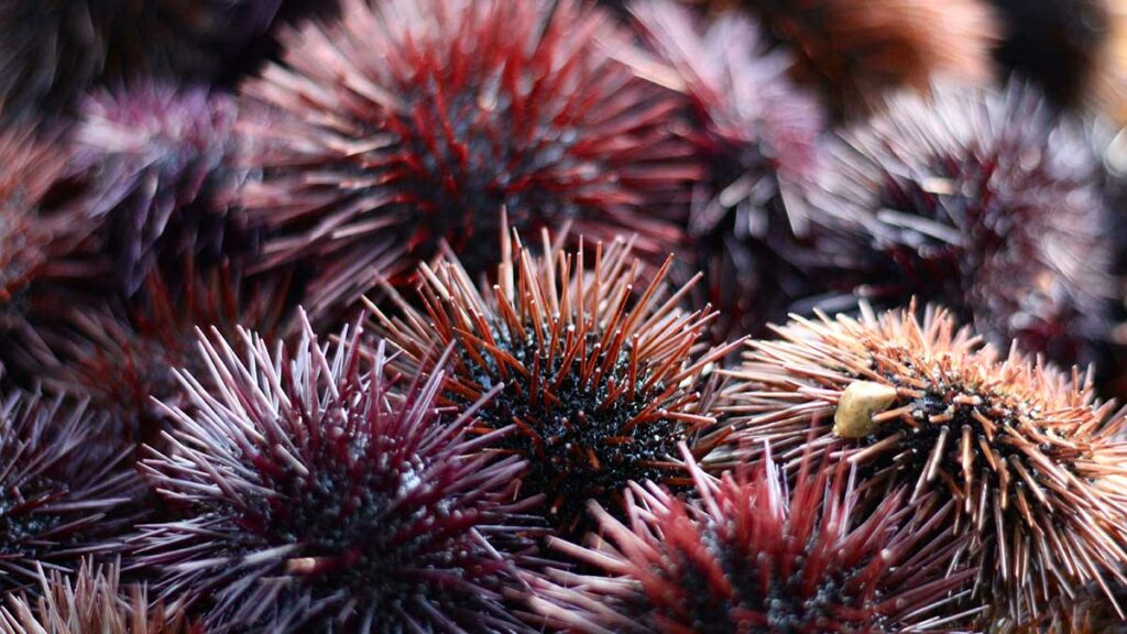 sea urchins