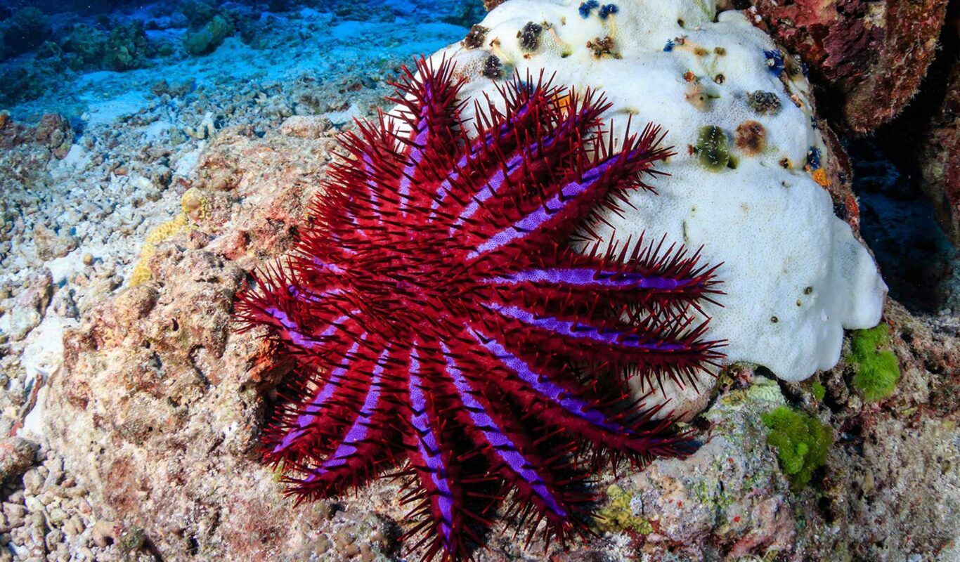5 Fascinating Species of Starfish AquaViews