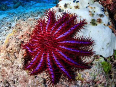 colorful starfish attached to a coral on the ocean floor