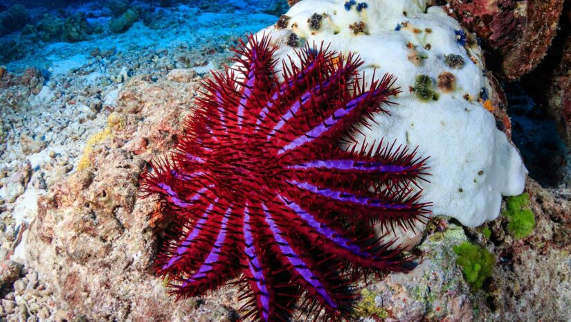 colorful starfish attached to a coral on the ocean floor