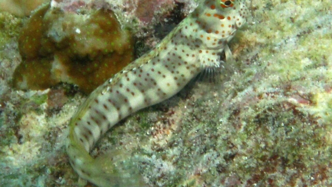 5 Amphibious Fish That Can Breathe Out of Water - AquaViews 5 Amphibious Fish That Can Breathe Out of Water - AquaViews