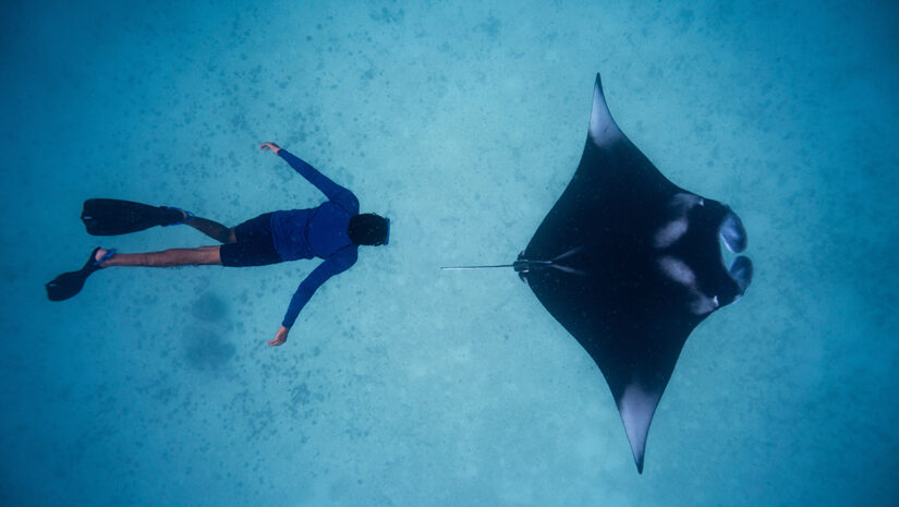 Manta ray with diver snorkeler Hanifaru Maldives By Venko