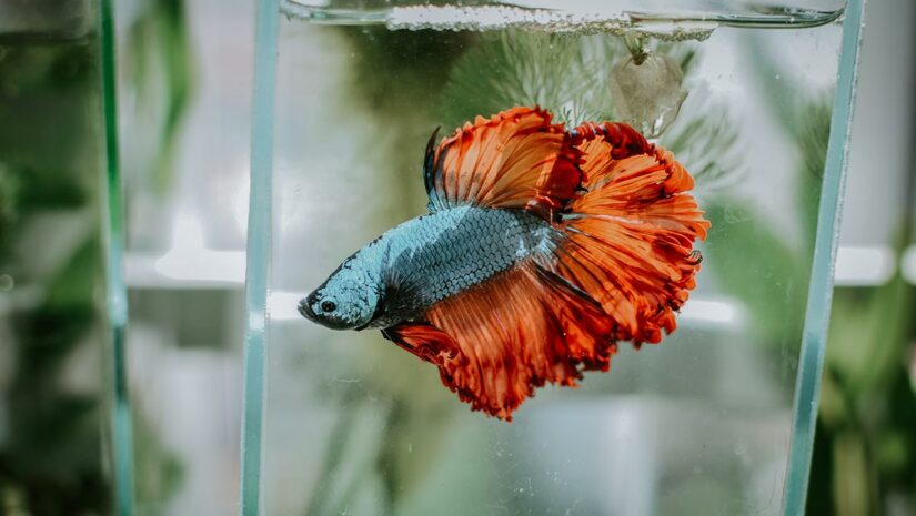 blue and orange colorful betta fish