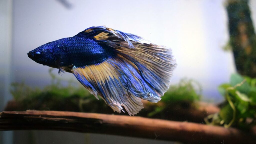 colorful blue betta fish in tank