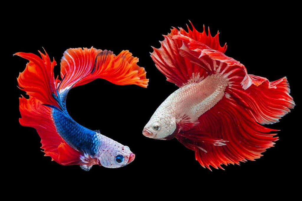 two colorful betta fish in water
