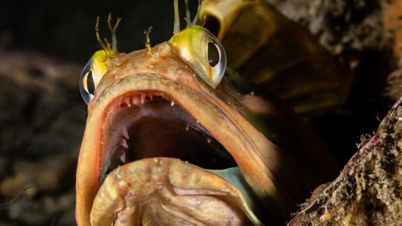 Photo of a sarcastic fringehead