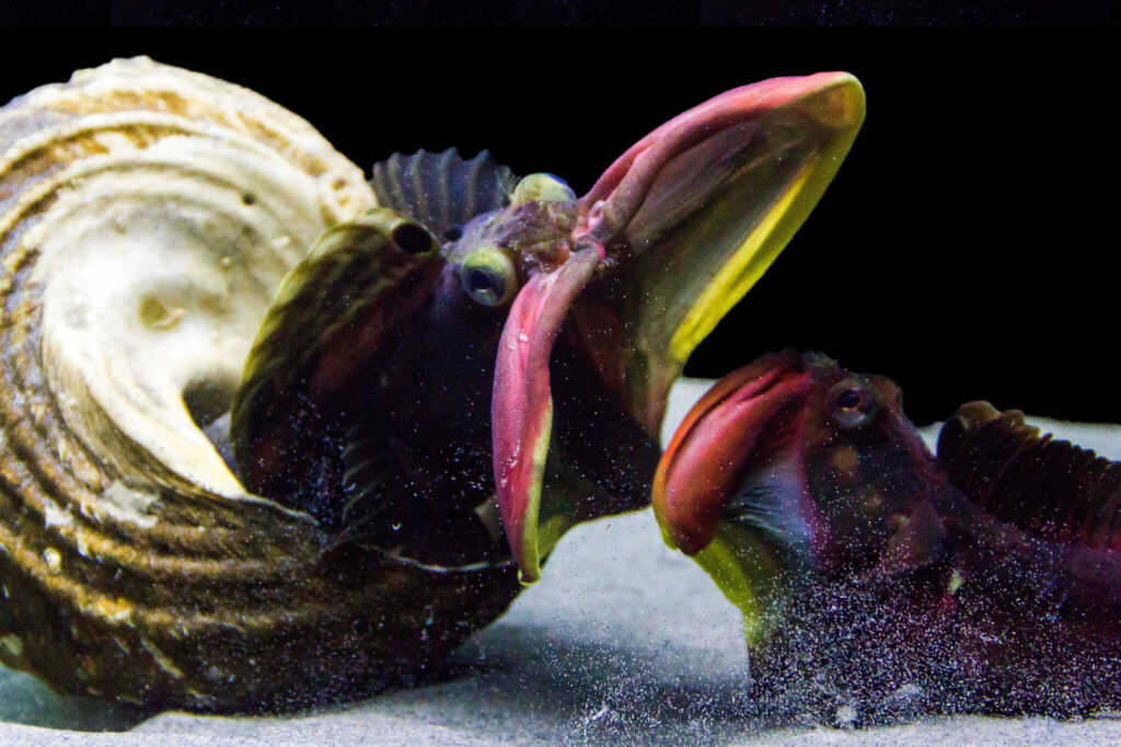 a rare photo of a sarcastic fringehead
