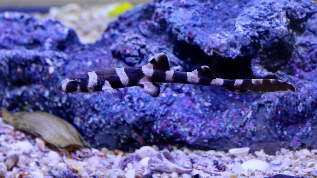 Bamboo Shark