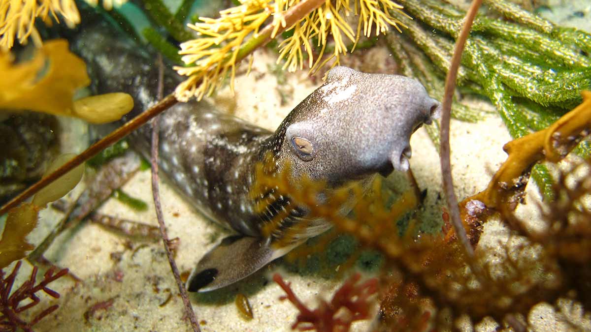 Collared carpet shark