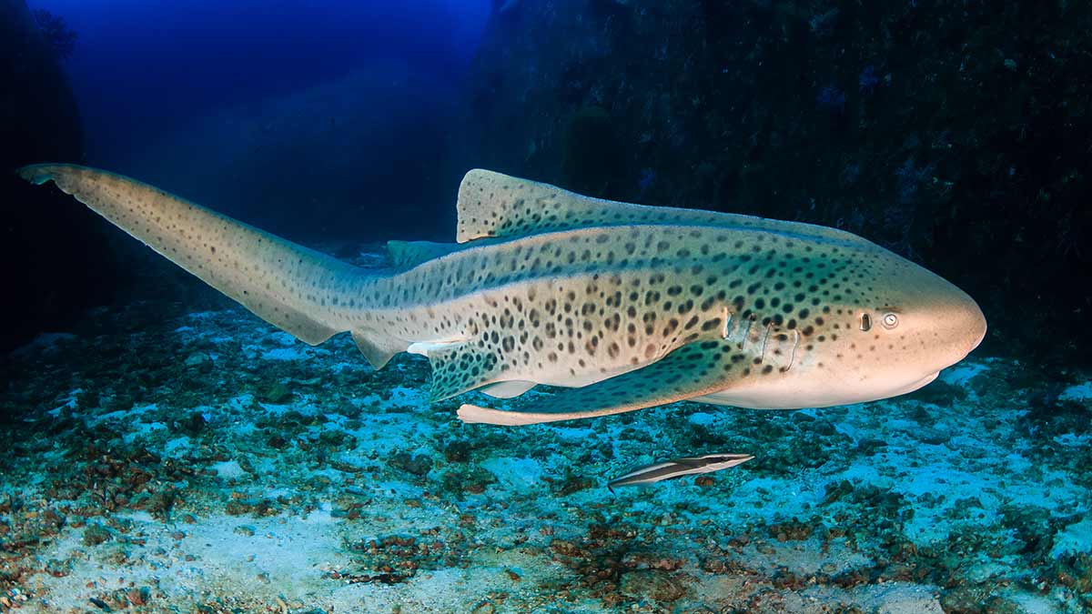 Zebra shark