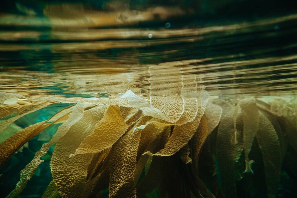 Kelp plants in water