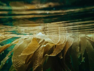 Kelp plants in water