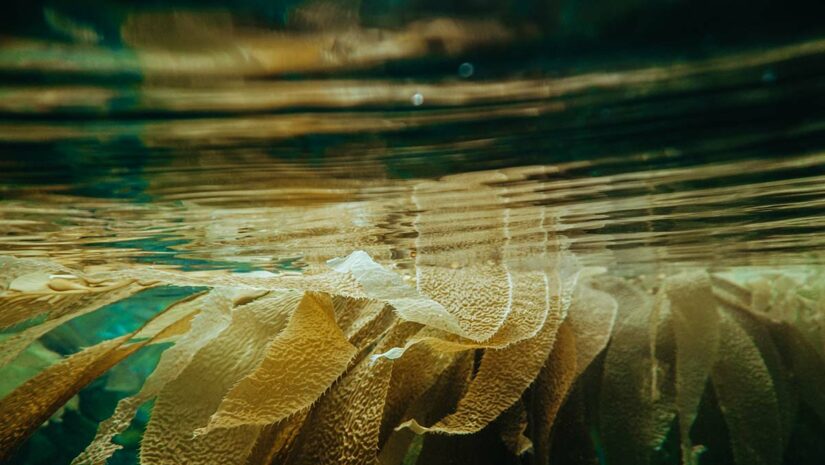 Kelp plants in water