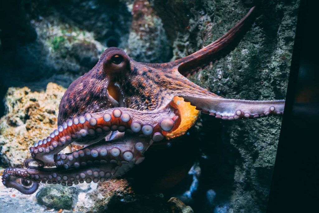 octopus in the water