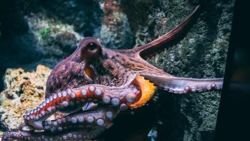 octopus in the water