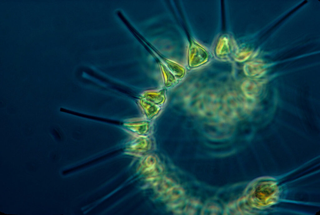 Phytoplankton ocean plants