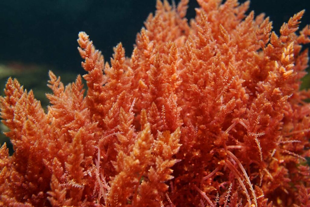 Red Algae in ocean