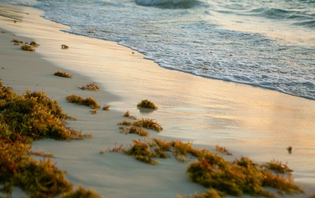 Sargassum gulfweed on ocean beach