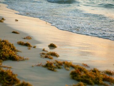 Sargassum gulfweed on ocean beach