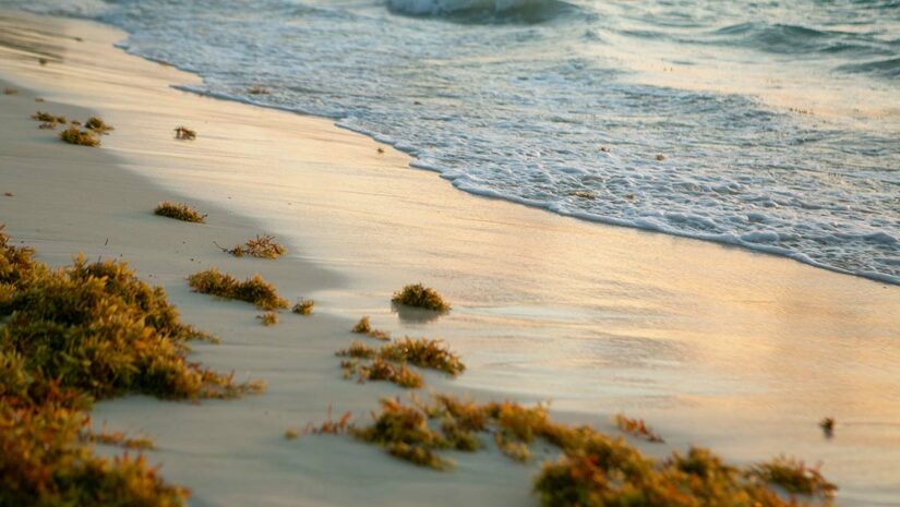 Sargassum gulfweed on ocean beach