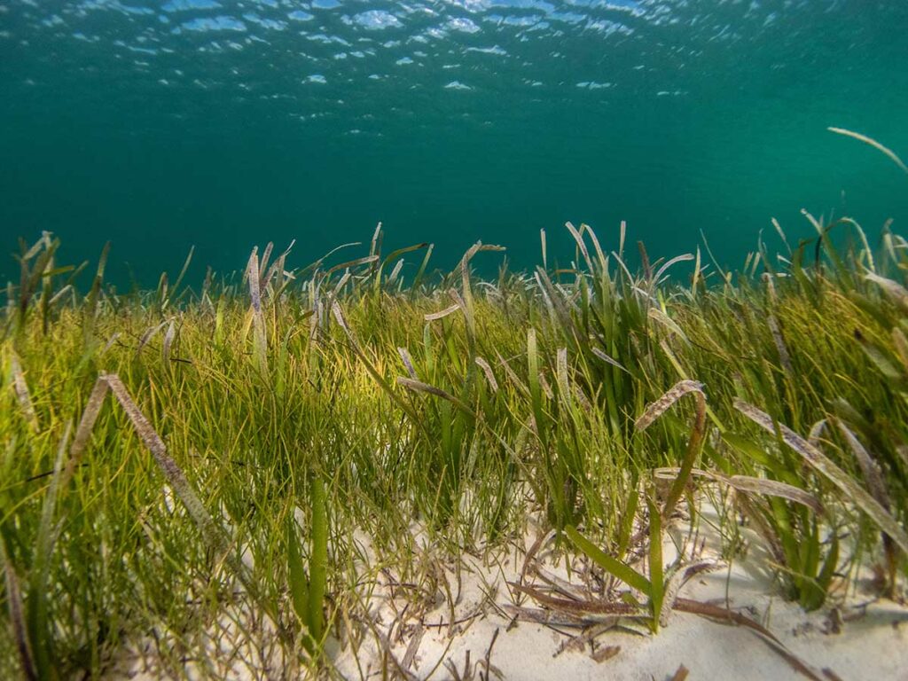Seagrass on ocean floor