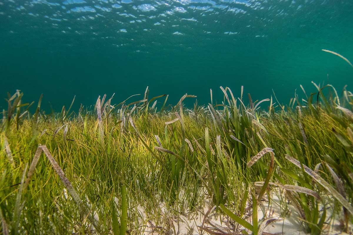Marine Gardens: Types of Plants Found in the Ocean Marine Gardens: Types of Plants Found in the Ocean