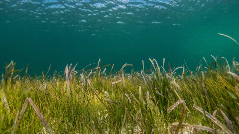 Seagrass on ocean floor, ocean plants underwater
