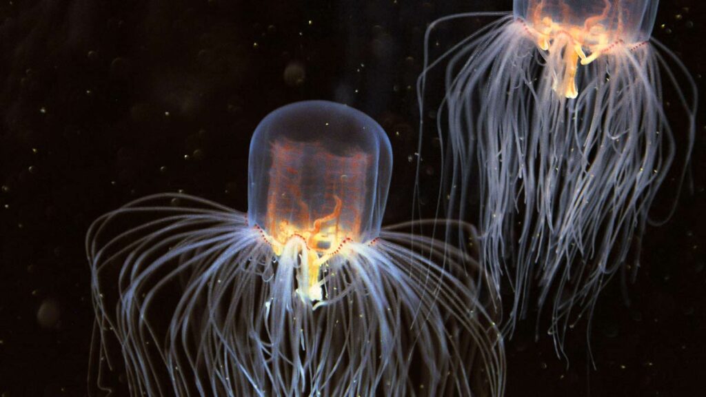 Chiropsalmus Quadrigatus jellyfish