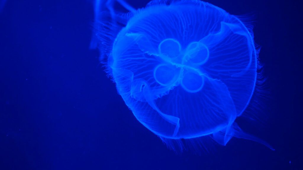 Irukandji jellyfish