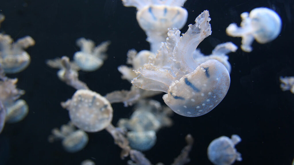 Rhopilema Verrilli jellyfish