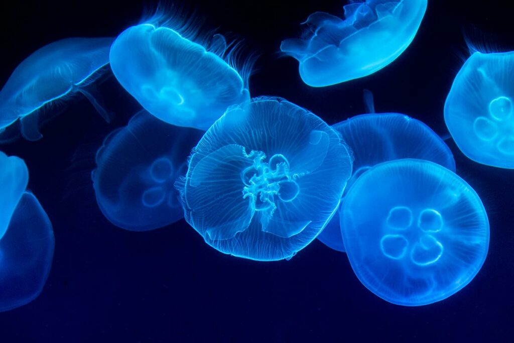 blue jellyfish in water