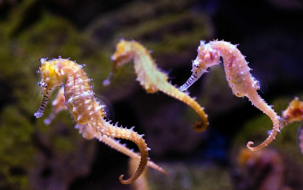 group of seahorses in the ocean, seahorse facts